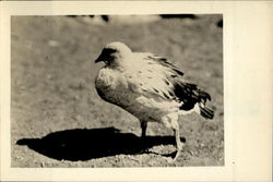 Andean Goose Peru Postcard Postcard