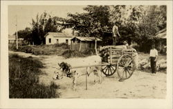 A Typical Cart Drawn By One Ox Postcard