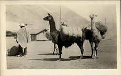 The Llama Bolivia Postcard Postcard