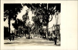 Looking Down Paseo De Colon Postcard