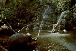 Elephant Pool Postcard