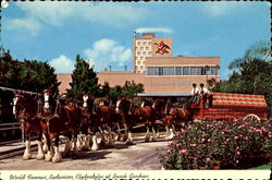 World Famous Budweiser Clydesdales At Busch Gardens