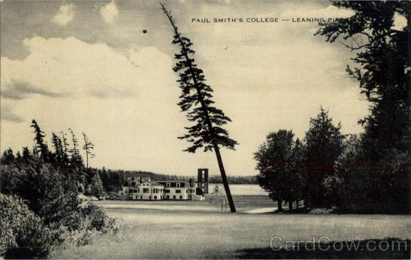 Paul Smith's College - Leaning Pine New York City