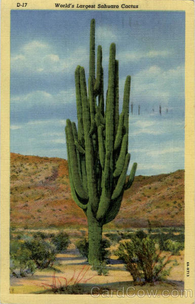 World's Largest Sahuaro Cactus Cactus & Desert Plants