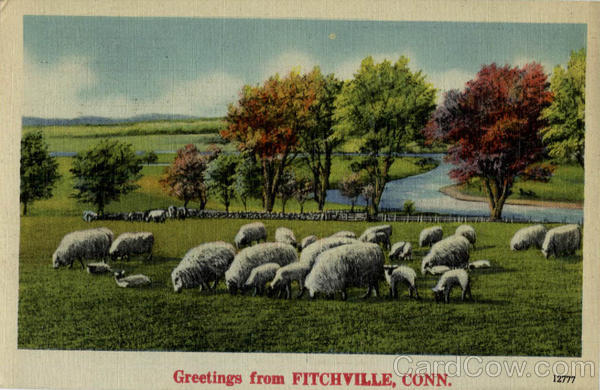 Greetings From Fitchville - Sheep Connecticut