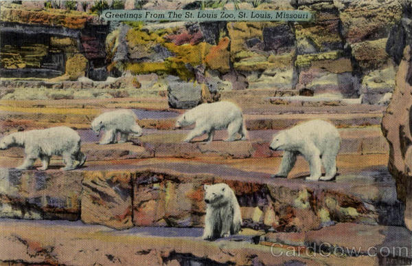 Greetings from the St. Louis Zoo - Polar Bears Missouri