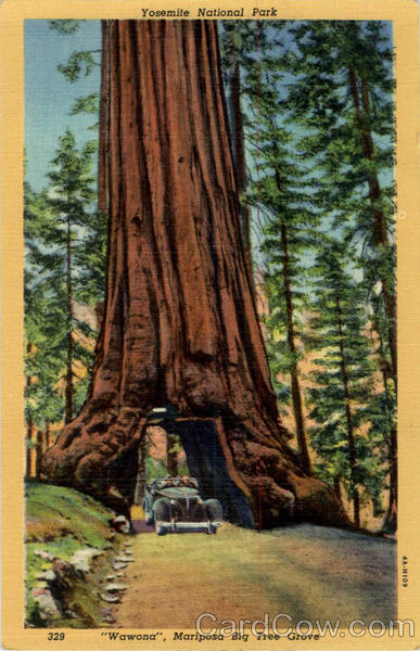 Wawona Mariposa Big Tree Grove Yosemite National Park California