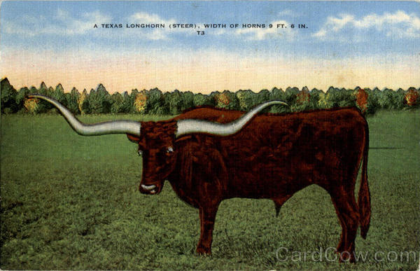 A Texas Longhorn (Steer) 9ft Horns Cows & Cattle