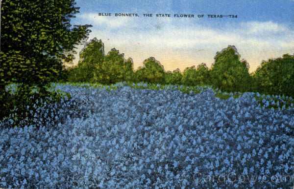 Blue Bonnets - State Flower of Texas Flowers