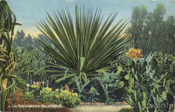 A Cactus Garden in California Cactus & Desert Plants