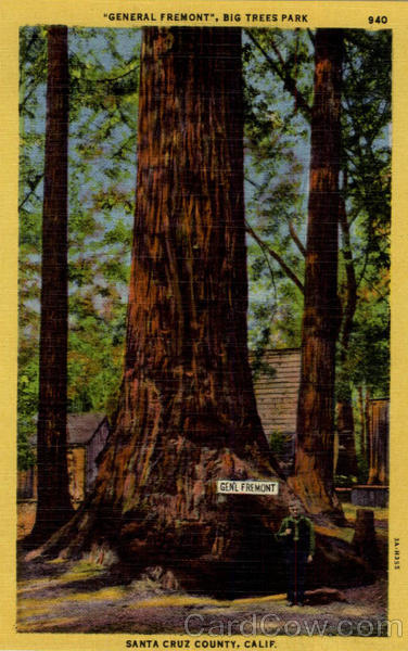 General Fremont Big Trees Park Santa Cruz California