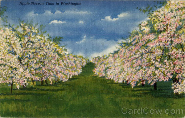 Apple Blossom Time in Washington State Fruit