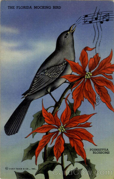 The Florida Mocking Bird and Poinsettia Blossoms Birds