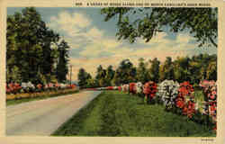 A hedge of Roses along one of North Carolina's Good Roads Postcard