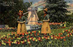 Tulips in Bloom Gardens of J.B. Ivey Postcard