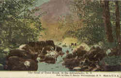 Head of Trout Brook in the Adirondacks Postcard