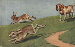 Hound Hunting Rabits Scene Postcard