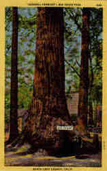 "General Fremont" Big Trees Park Postcard