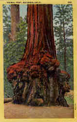 "Animal Tree" Postcard