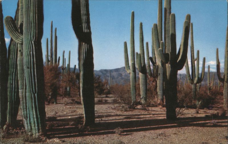 Giant Cactuses; Saguaros Cactus & Desert Plants