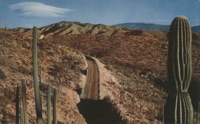 Highway Through the Saguaros, Arizona