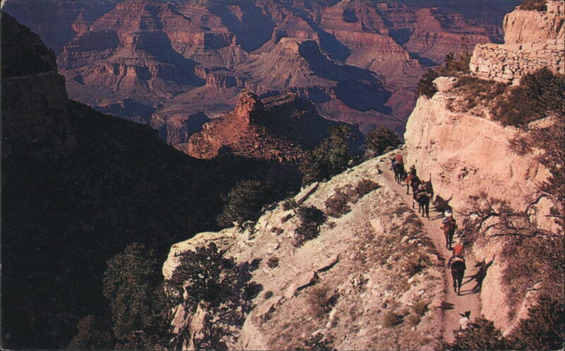 By Mule Train Into the Grand Canyon Grand Canyon National Park