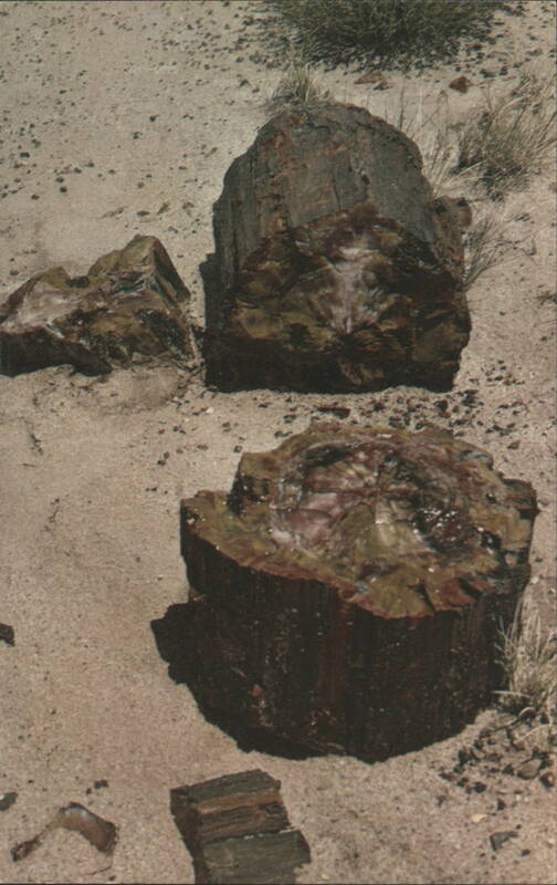 Petrified Forest National Park, Arizona TERRY LACY