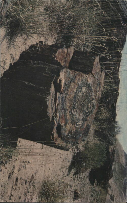 Petrified Forest National Park, Arizona Terry Laux