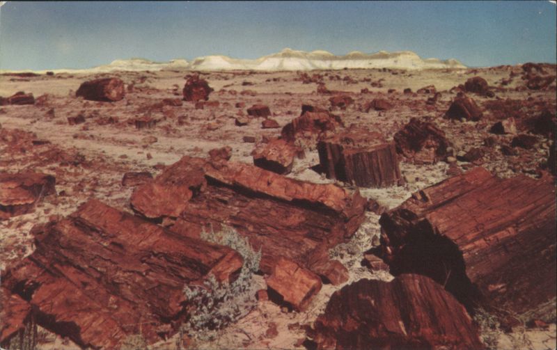 Petrified Forest of Arizona Jerry McLain