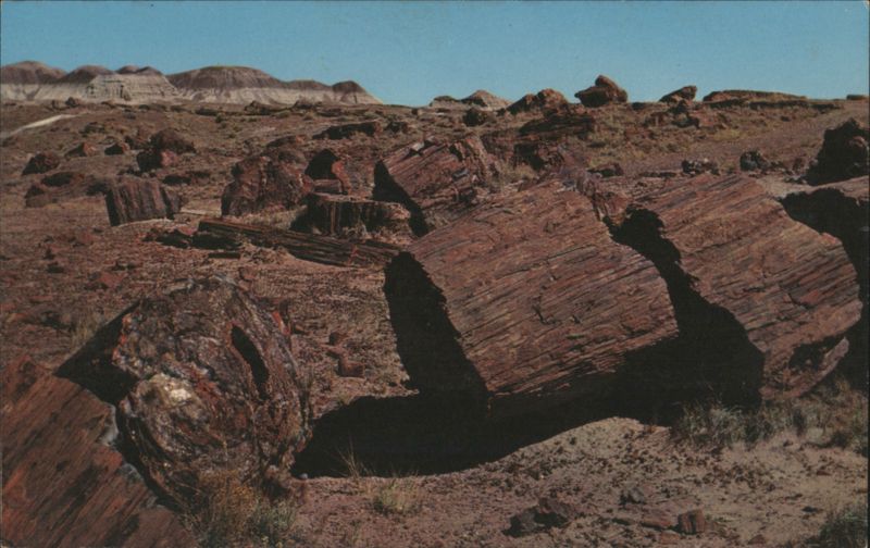 Logs in the Third Forest, Petrified Forest National Park Arizona