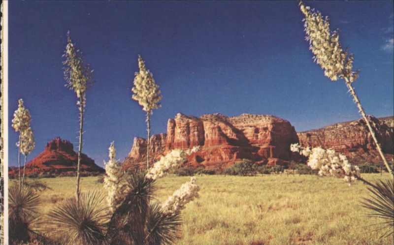 Yucca, or Spanish Bayonet Cactus & Desert Plants