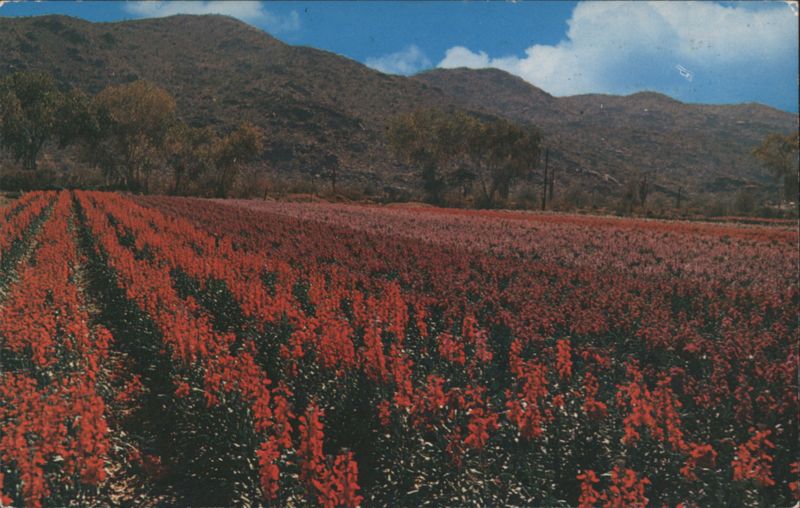 Japanese Flower Gardens, Phoenix, Arizona Norton Louis Avery