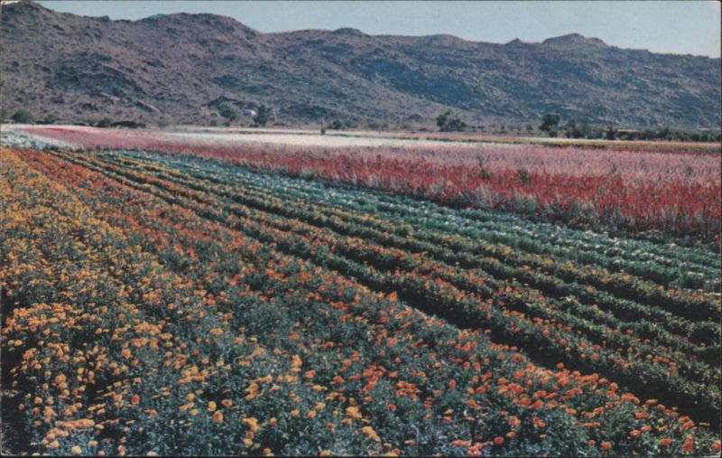 South Mountain Flower Gardens Phoenix Arizona