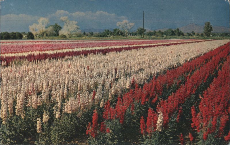 Japanese Flower Gardens Phoenix Arizona