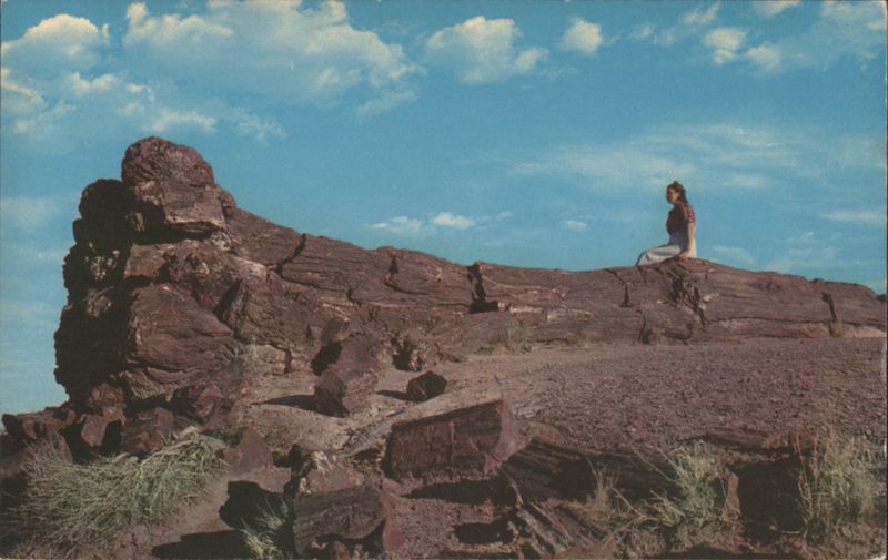 Old Faithful Log, Petrified Forest Arizona H. A. LOWMAN