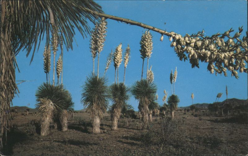 Desert Yucca, or Spanish Bayonet Esther Henderson Cactus & Desert Plants