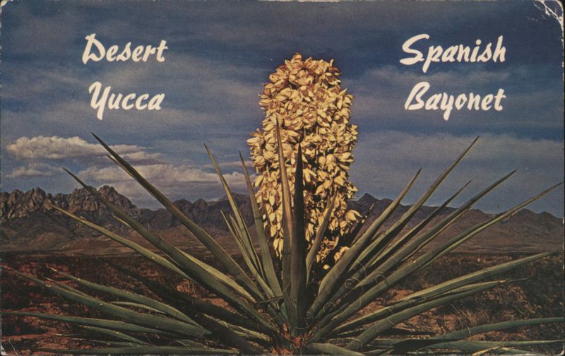Desert Yucca, Spanish Bayonet Norton Louis Avery Cactus & Desert Plants