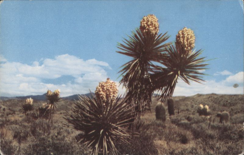 Desert Yucca Al Taylor Cactus & Desert Plants