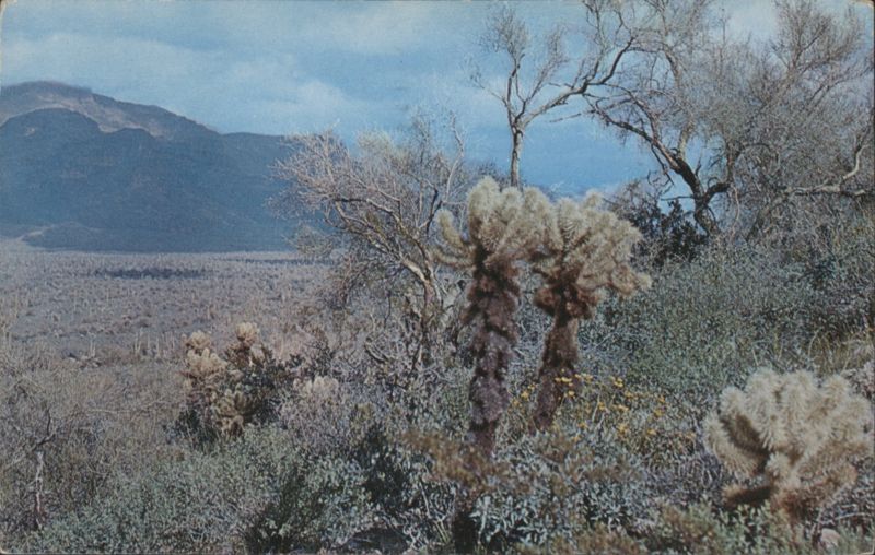 Teddy Bear Cholla Cactus on the Arizona Desert Cactus & Desert Plants