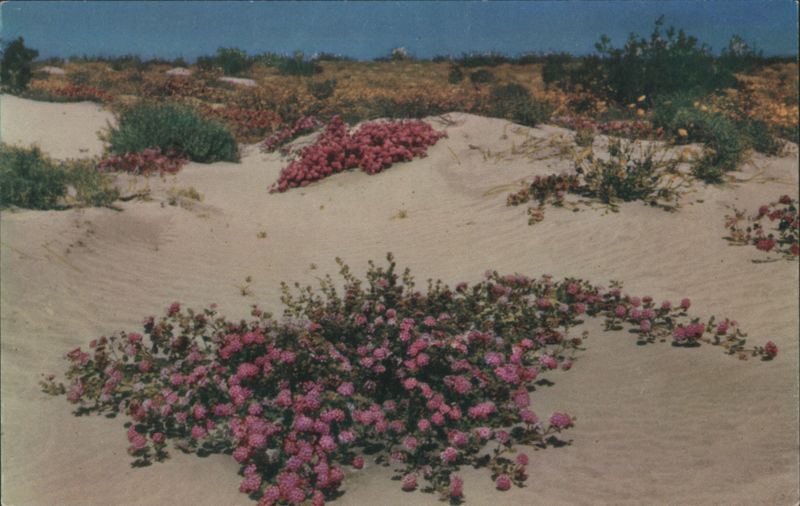 Desert Verbenas on the Sand Dunes Duncan Edwards Cactus & Desert Plants