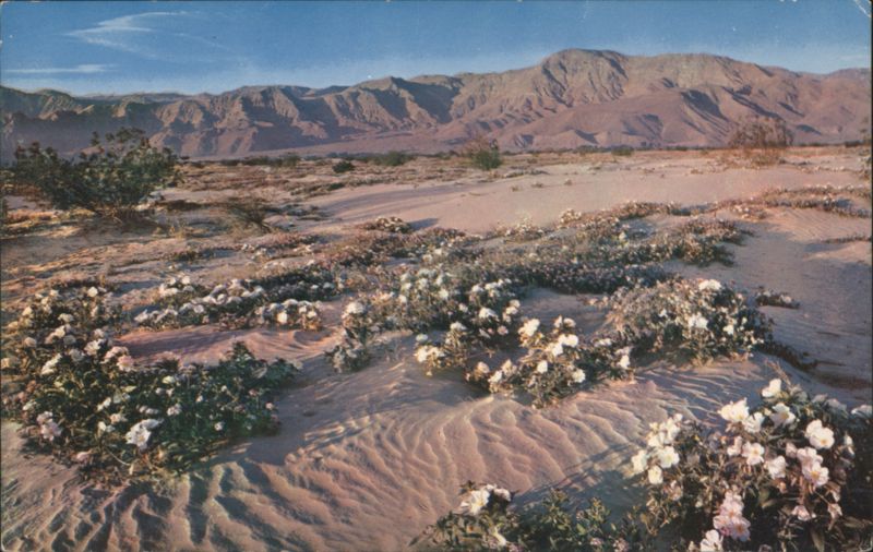 Gardens of the Desert Cactus & Desert Plants