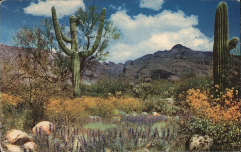 April in the Valley of the Sun Cactus & Desert Plants