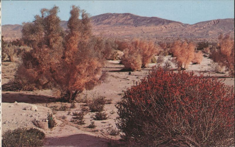 Penstemmon (Firebush) and Smoke Trees Flowers
