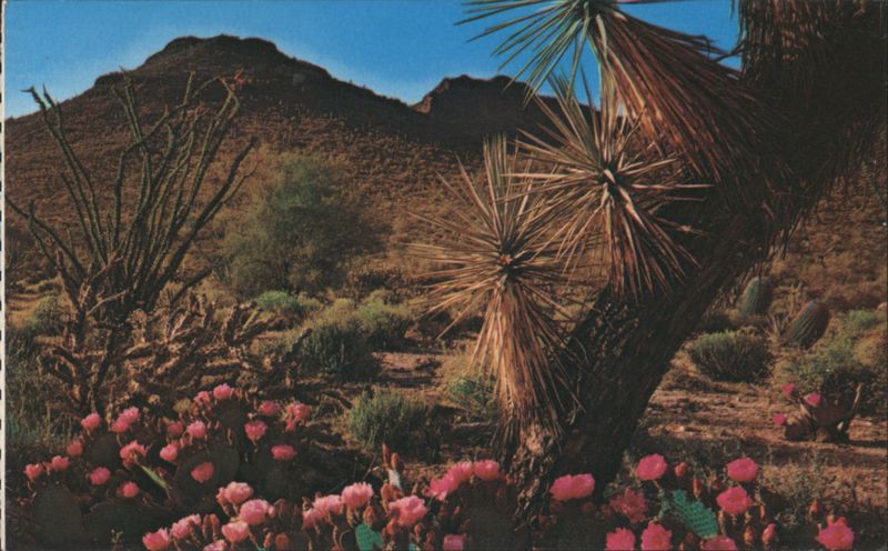 The Desert in Springtime Josef Muench Cactus & Desert Plants