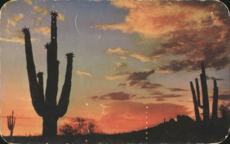 An Arizona Sunset Jerry McLain Cactus & Desert Plants