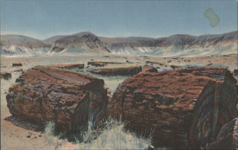 Agatized Logs, Petrified Forest, Arizona Petrified Forest National Park