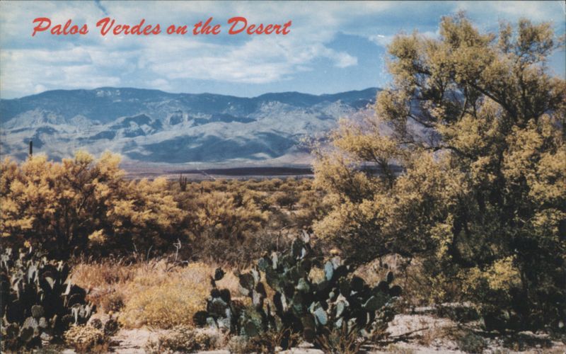 Palos Verdes on the Desert Tad Nichols Cactus & Desert Plants