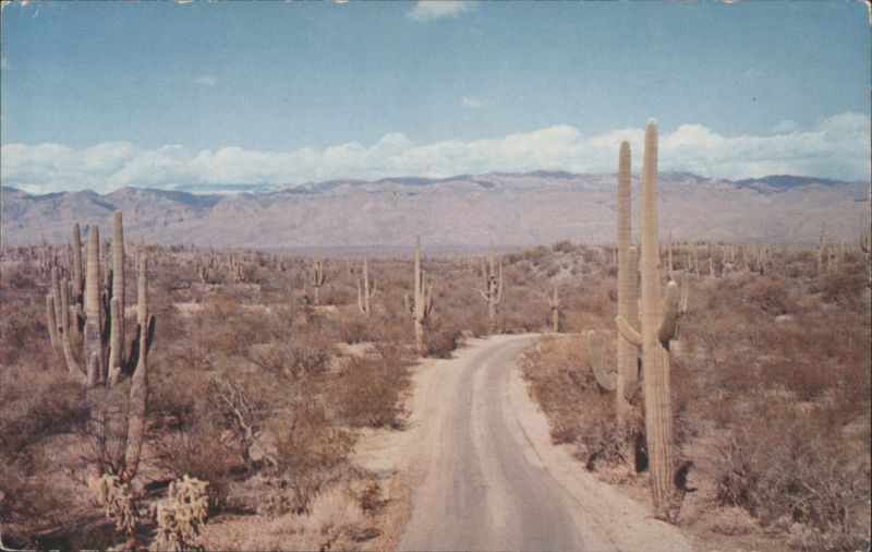 Drive-Saguaro National Monument, Cactus Forest Stan Davis