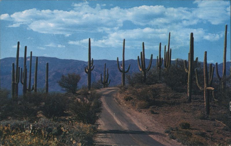 Desert Roadway through the Saguaros Hubert Lowman Cactus & Desert Plants