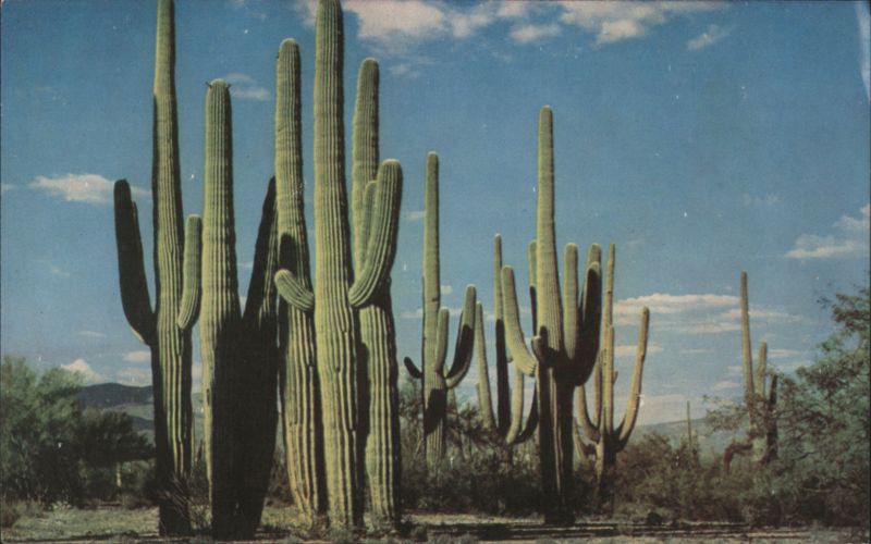 Family Group of Saguaros Cactus & Desert Plants